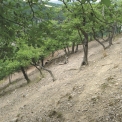 Obr. 6 – Pohled na dubový les s minimálním vzájemným dotykem větví a absencí travního porostu [zdroj: autor]