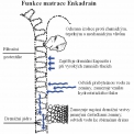 Schéma funkce Enkadrain